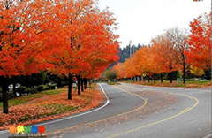 象美國(guó)改良紅楓、挪威楓等具有鮮明的彩葉特色的彩色落葉闊葉樹(shù)種是街道、公路兩旁的行道樹(shù)種的優(yōu)選。這些彩色闊葉樹(shù)種樹(shù)形的氣勢(shì)磅礴，提供的遮蔭環(huán)境很好，冬暖夏涼，秋天景色迷人，色彩豐富，讓路人感覺(jué)到車(chē)移景異的效果。