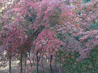 美國(guó)雞爪槭紅楓